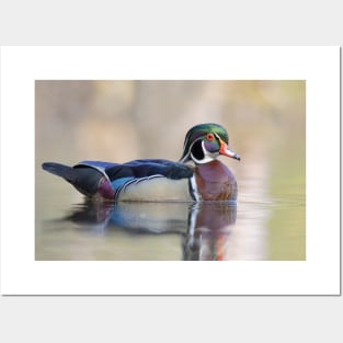 Wood duck in spring Posters and Art